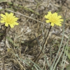 Hypochaeris radicata at Dunlop Grassland (DGE) - 17 Nov 2023 12:09 PM