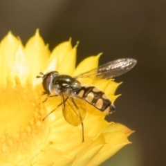 Melangyna viridiceps (Hover fly) at The Pinnacle - 17 Nov 2023 by AlisonMilton