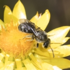 Lasioglossum (Chilalictus) lanarium (Halictid bee) at Pinnacle NR (PIN) - 17 Nov 2023 by AlisonMilton