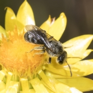 Lasioglossum (Chilalictus) lanarium at Pinnacle NR (PIN) - 18 Nov 2023 09:55 AM