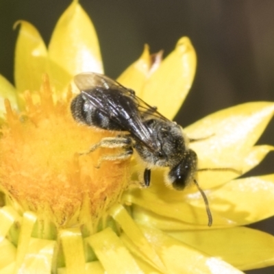 Lasioglossum (Chilalictus) lanarium (Halictid bee) at The Pinnacle - 17 Nov 2023 by AlisonMilton