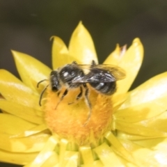 Lasioglossum (Chilalictus) lanarium at Pinnacle NR (PIN) - 18 Nov 2023