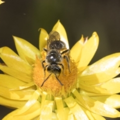 Lasioglossum (Chilalictus) lanarium at Pinnacle NR (PIN) - 18 Nov 2023 09:55 AM