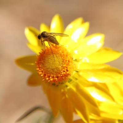 Geron sp. (genus) (Slender Bee Fly) at Higgins, ACT - 17 Nov 2023 by Trevor