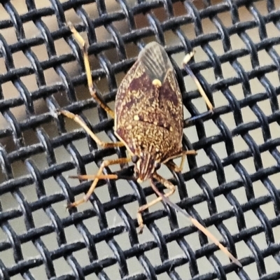 Poecilometis strigatus (Gum Tree Shield Bug) at Hawker, ACT - 17 Nov 2023 by sangio7