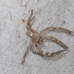 Isopedella pessleri (A huntsman spider) at Higgins Woodland - 16 Nov 2023 by AlisonMilton