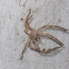 Isopedella pessleri (A huntsman spider) at Higgins, ACT - 16 Nov 2023 by AlisonMilton