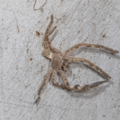 Isopedella pessleri (A huntsman spider) at Higgins, ACT - 16 Nov 2023 by AlisonMilton