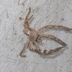 Isopedella pessleri at Higgins Woodland - 16 Nov 2023