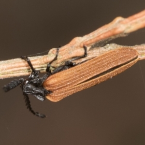 Porrostoma sp. (genus) at Higgins Woodland - 16 Nov 2023