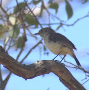 Acanthiza reguloides at Gundaroo, NSW - 18 Nov 2023