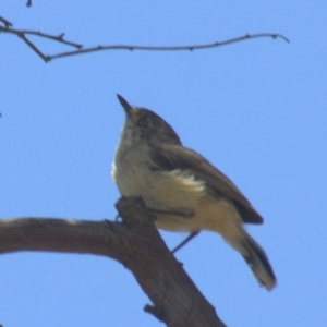 Acanthiza reguloides at Gundaroo, NSW - 18 Nov 2023