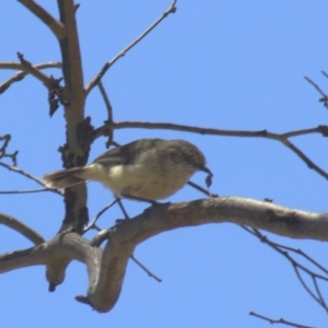 Acanthiza reguloides at Gundaroo, NSW - 18 Nov 2023