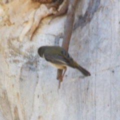 Acanthiza reguloides at Gundaroo, NSW - 18 Nov 2023