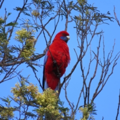 Platycercus elegans (Crimson Rosella) at Braidwood, NSW - 16 Nov 2023 by MatthewFrawley