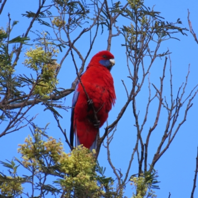 Platycercus elegans (Crimson Rosella) at Braidwood, NSW - 16 Nov 2023 by MatthewFrawley