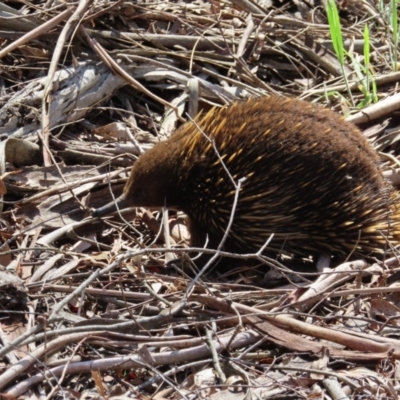 Tachyglossus aculeatus (Short-beaked Echidna) at Majors Creek, NSW - 17 Nov 2023 by MatthewFrawley