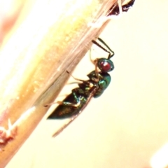 Chalcidoidea (superfamily) (A gall wasp or Chalcid wasp) at Point 4152 - 12 Nov 2023 by CathB