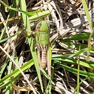 Praxibulus sp. (genus) at Gigerline Nature Reserve - 18 Nov 2023 02:47 PM