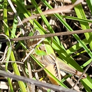 Praxibulus sp. (genus) at Gigerline Nature Reserve - 18 Nov 2023