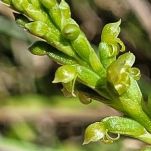 Microtis parviflora at Gigerline Nature Reserve - 18 Nov 2023