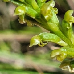 Microtis parviflora at Gigerline Nature Reserve - 18 Nov 2023