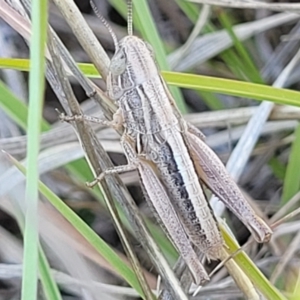 Praxibulus sp. (genus) at Gigerline Nature Reserve - 18 Nov 2023 02:45 PM