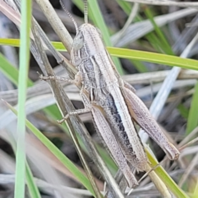 Praxibulus sp. (genus) (A grasshopper) at Gigerline Nature Reserve - 18 Nov 2023 by trevorpreston