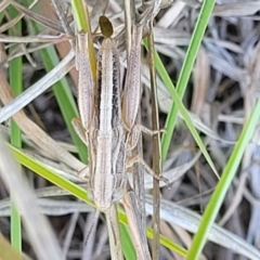 Praxibulus sp. (genus) at Gigerline Nature Reserve - 18 Nov 2023