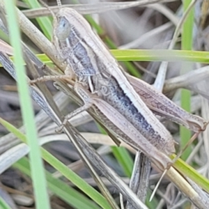 Praxibulus sp. (genus) at Gigerline Nature Reserve - 18 Nov 2023 02:45 PM