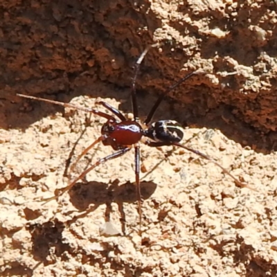 Habronestes bradleyi (Bradley's Ant-Eating Spider) at Block 402 - 17 Nov 2023 by HelenCross