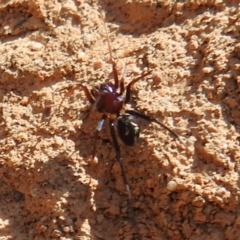 Habronestes bradleyi at Block 402 - 18 Nov 2023