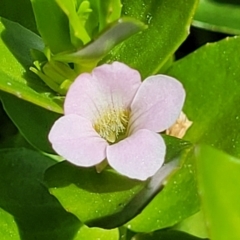 Gratiola peruviana (Australian Brooklime) at Gigerline Nature Reserve - 18 Nov 2023 by trevorpreston