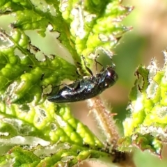 Aaaaba fossicollis (Raspberry jewel beetle) at Aranda Bushland - 12 Nov 2023 by CathB