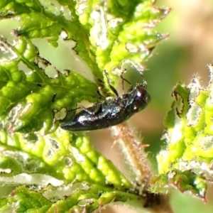 Aaaaba fossicollis at Aranda Bushland - 12 Nov 2023