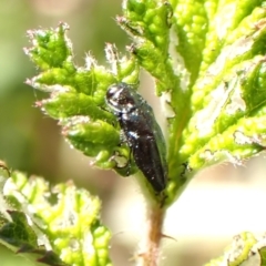 Aaaaba fossicollis at Aranda Bushland - 12 Nov 2023