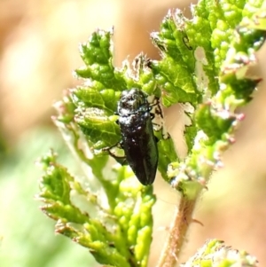 Aaaaba fossicollis at Aranda Bushland - 12 Nov 2023