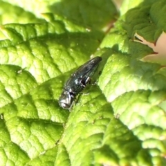 Aaaaba fossicollis at Aranda Bushland - 12 Nov 2023