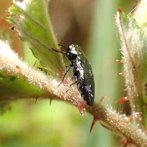 Aaaaba fossicollis at Aranda Bushland - 12 Nov 2023