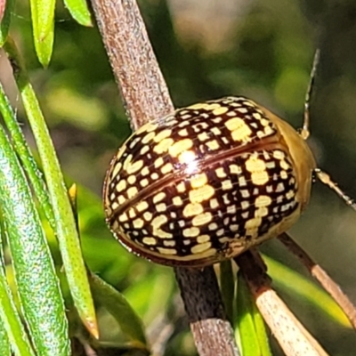 Paropsis pictipennis (Tea-tree button beetle) at Gigerline Nature Reserve - 18 Nov 2023 by trevorpreston