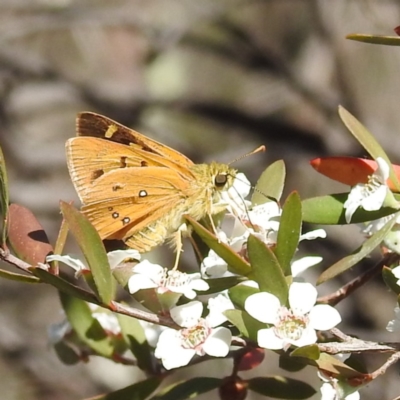 Trapezites eliena (Orange Ochre) at Stromlo, ACT - 17 Nov 2023 by HelenCross