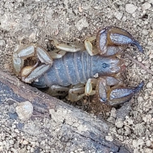 Urodacus manicatus at Gigerline Nature Reserve - 18 Nov 2023