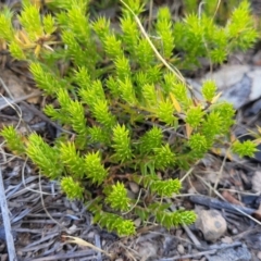 Astroloma humifusum (Cranberry Heath) at Gigerline Nature Reserve - 18 Nov 2023 by trevorpreston