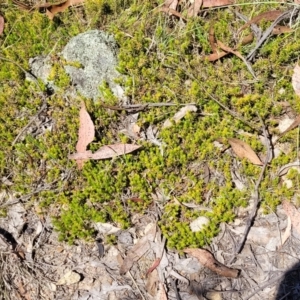 Styphelia humifusum at Gigerline Nature Reserve - 18 Nov 2023