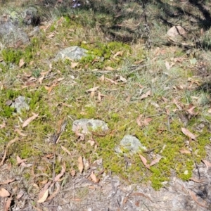 Styphelia humifusum at Gigerline Nature Reserve - 18 Nov 2023