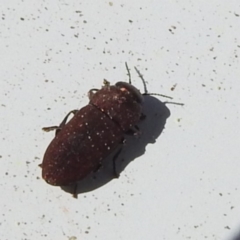 Anilara sp. (genus) (A jewel beetle) at Stromlo, ACT - 17 Nov 2023 by HelenCross
