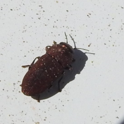 Anilara sp. (genus) (A jewel beetle) at Stromlo, ACT - 17 Nov 2023 by HelenCross