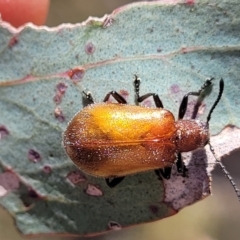 Ecnolagria grandis (Honeybrown beetle) at Gigerline Nature Reserve - 18 Nov 2023 by trevorpreston