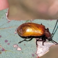 Ecnolagria grandis at Gigerline Nature Reserve - 18 Nov 2023 02:28 PM