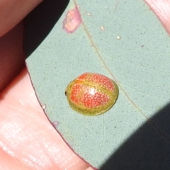 Paropsisterna fastidiosa (Eucalyptus leaf beetle) at Block 402 - 17 Nov 2023 by HelenCross